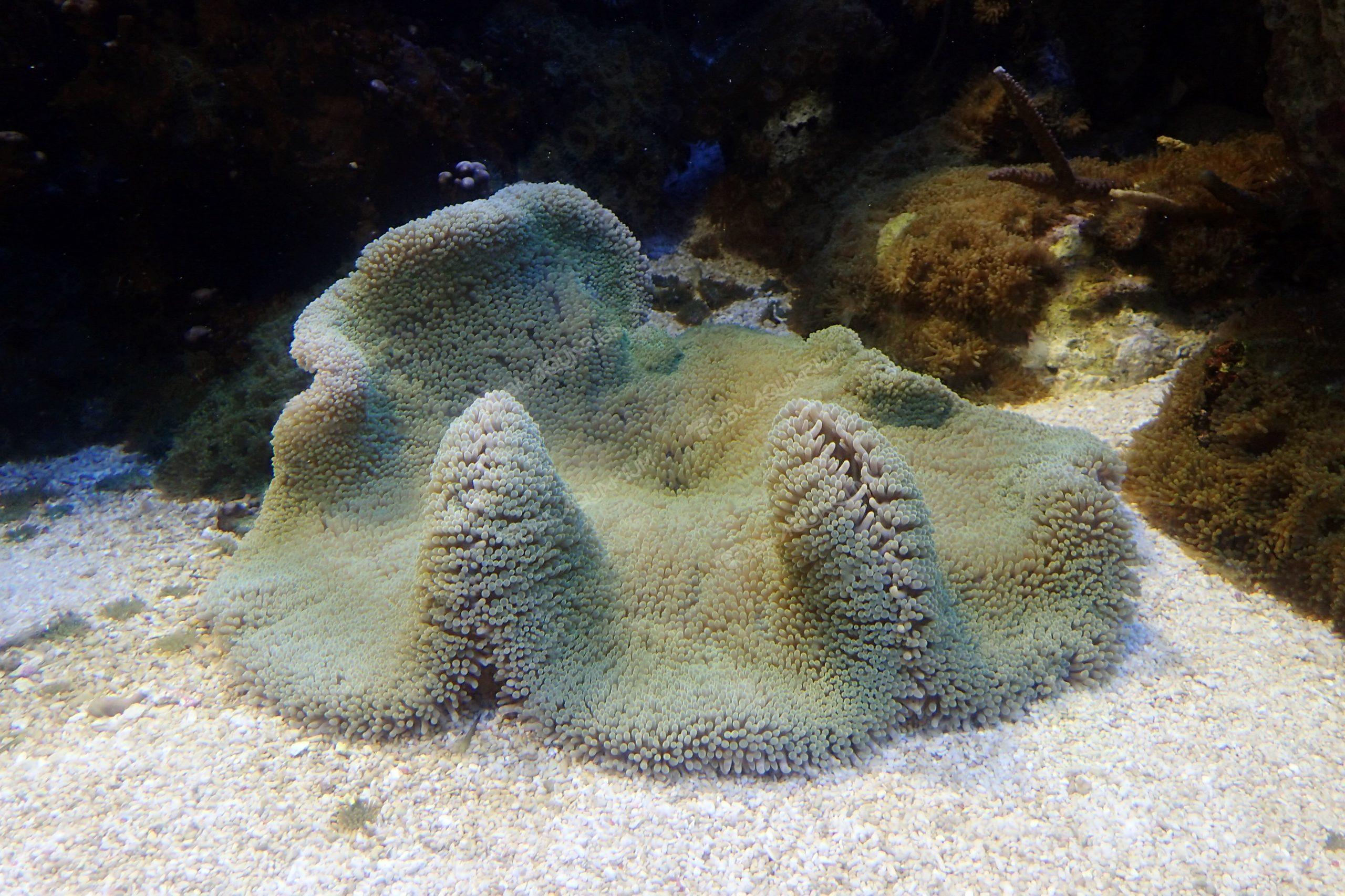 イボハタゴイソギンチャク - 生きもの図鑑 鳥羽水族館